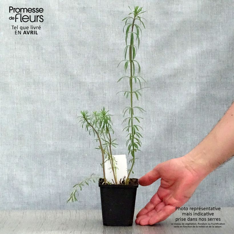 Example of Linaria purpurea - Linaire pourpre Godet de 8/9 cm as you get in printemps