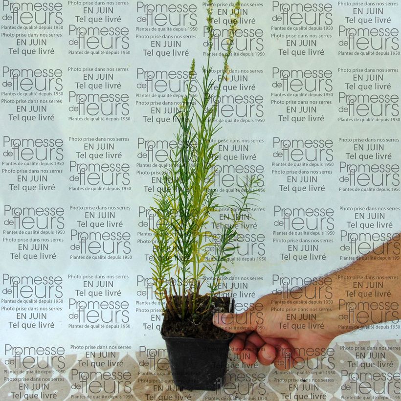 Exemple de spécimen de Linaria purpurea alba, Linaire Godet de 8/9 cm tel que livré