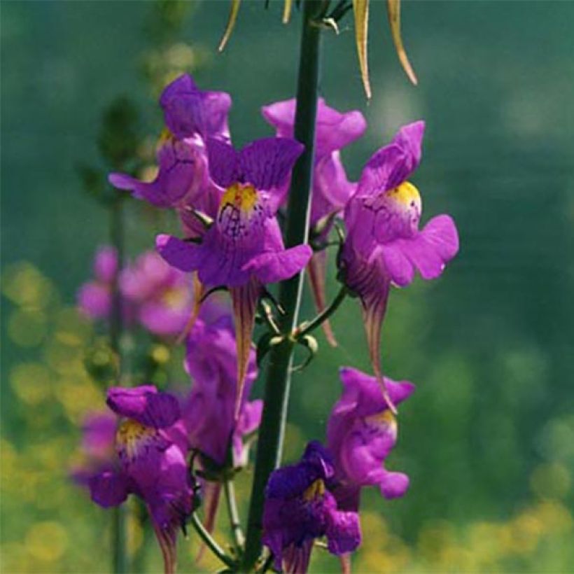 Linaria triornithophora, Linaire à trois oiseaux (Flowering)