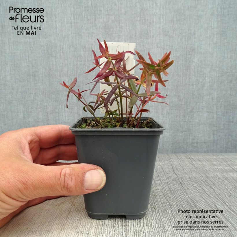Example of Linaria triornithophora, Linaire à trois oiseaux Godet de 8/9 cm as you get in printemps