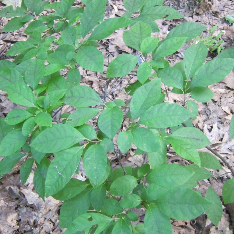 Lindera benzoin - Laurier benzoin (Foliage)