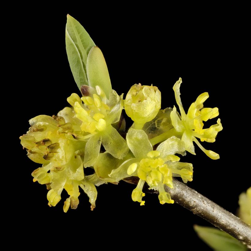 Lindera benzoin - Laurier benzoin (Flowering)