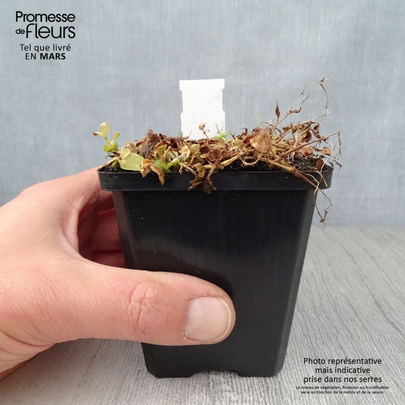 Spécimen de Lindernia grandiflora - Lindernie à grandes fleurs Godet de 8/9 cm tel que livré au printemps