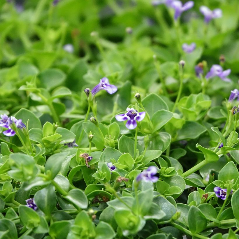 Lindernia grandiflora - Lindernie à grandes fleurs (Floraison)
