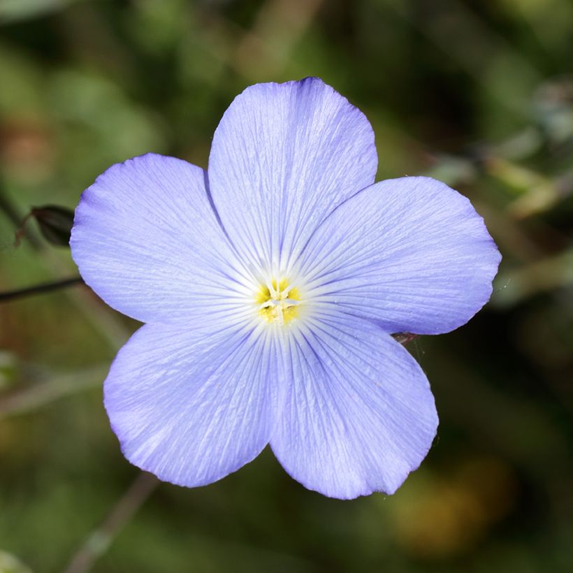 Linum perenne Saphir - Lin vivace (Flowering)