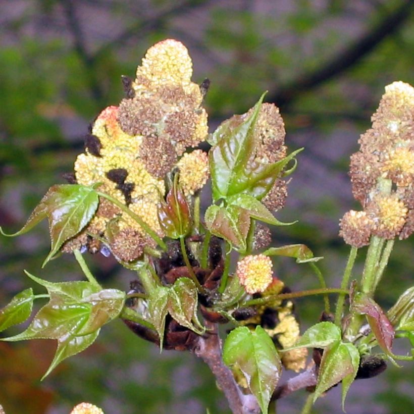 Liquidambar formosana - Copalme de Chine (Flowering)