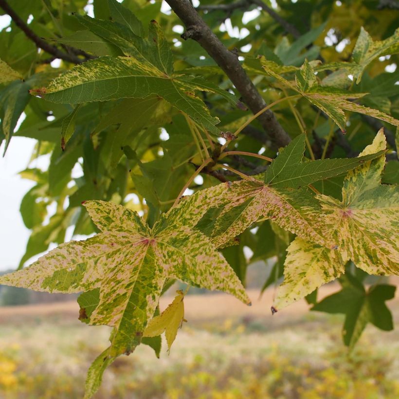Liquidambar styraciflua Aurea - Copalme d'Amérique (Foliage)