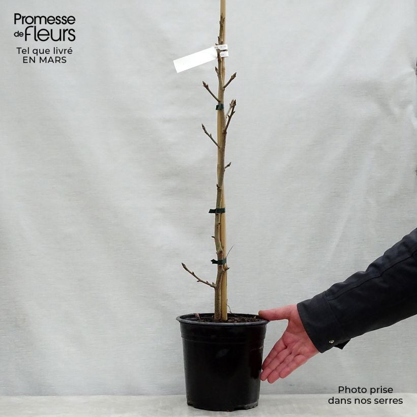 Example of Liquidambar styraciflua Aurea - Copalme d'Amérique Pot de 4L/5L as you get in printemps
