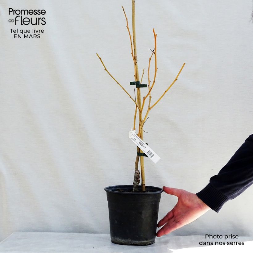 Example of Liquidambar styraciflua Golden Sun - Copalme d'Amérique  Pot de 4L/5L as you get in printemps