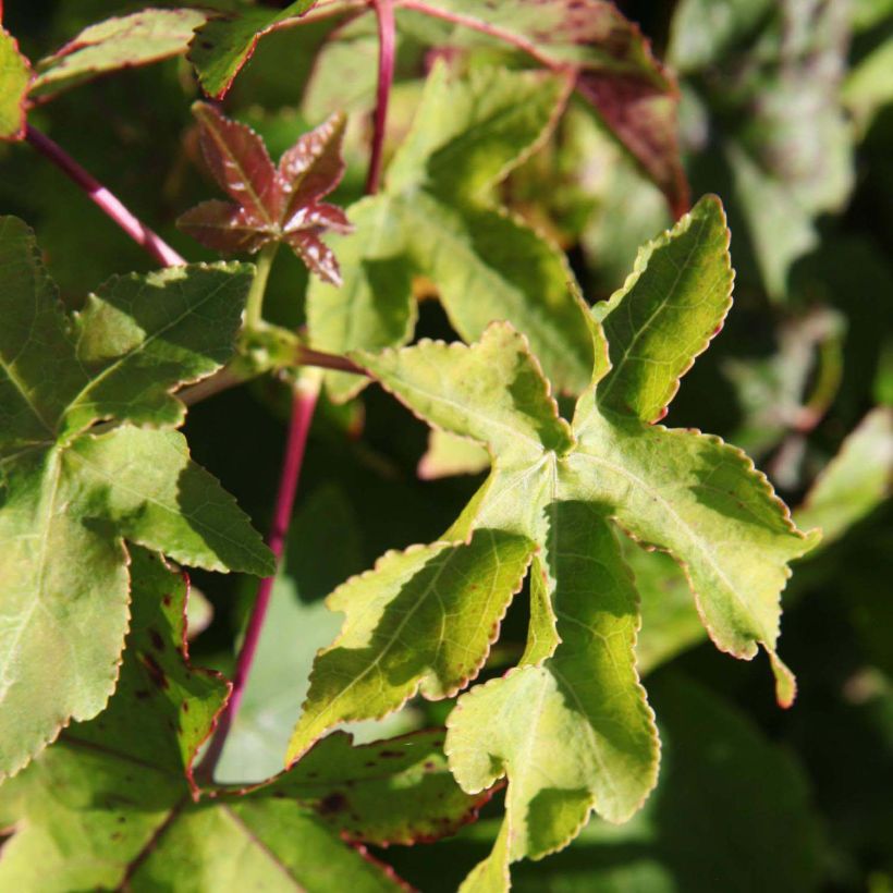 Liquidambar styraciflua Gum Ball - Copalme d'Amérique (Foliage)