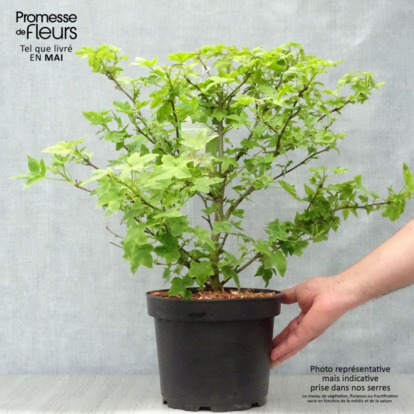 Example of Liquidambar styraciflua Gum Ball - Copalme d'Amérique Pot de 4L/5L as you get in printemps