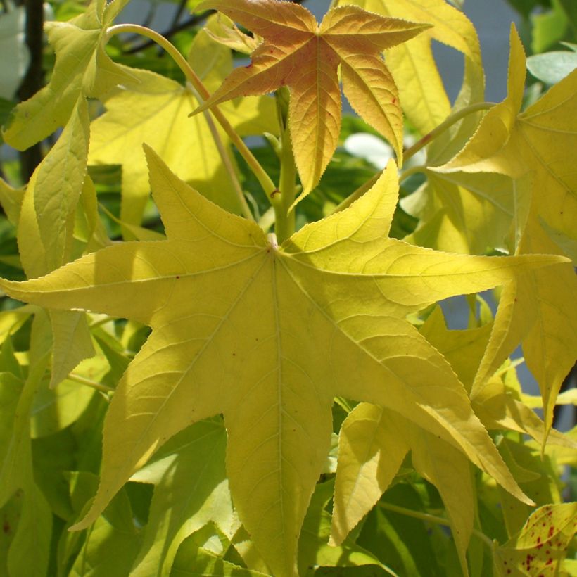 Liquidambar styraciflua Naree - Copalme d'Amérique (Foliage)