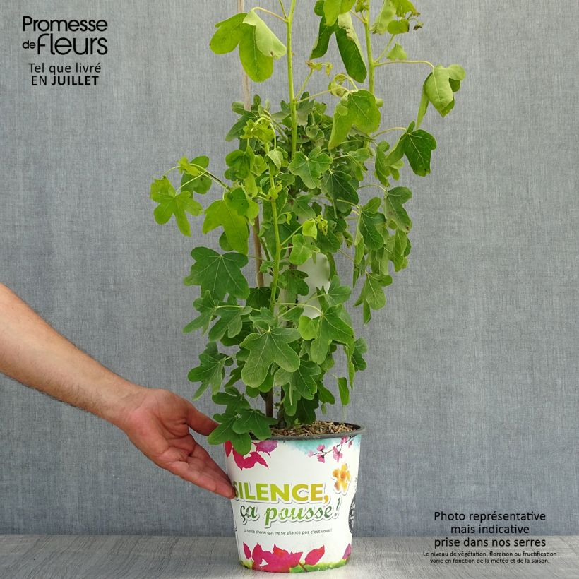 Spécimen de Liquidambar styraciflua Rotundiloba - Copalme d'Amérique Pot de 4L/5L tel que livré en été