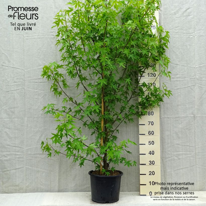Example of Liquidambar styraciflua Worplesdon Pot de 7,5L/10L as you get in printemps