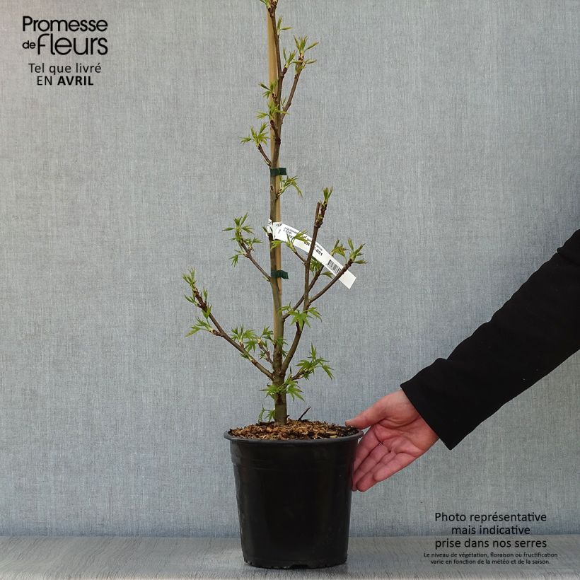 Example of Liquidambar styraciflua Worplesdon Pot de 4L/5L as you get in printemps