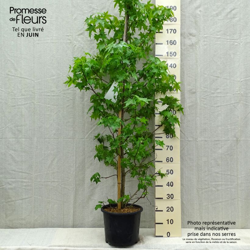 Example of Liquidambar styraciflua Pot de 7,5L/10L as you get in printemps