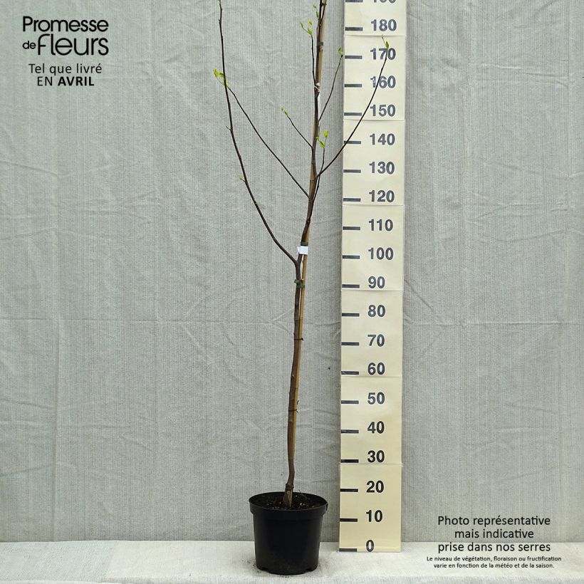 Example of Liriodendron tulipifera Aureomarginatum - Tulipier de Virginie  Pot de 7,5L/10L as you get in printemps