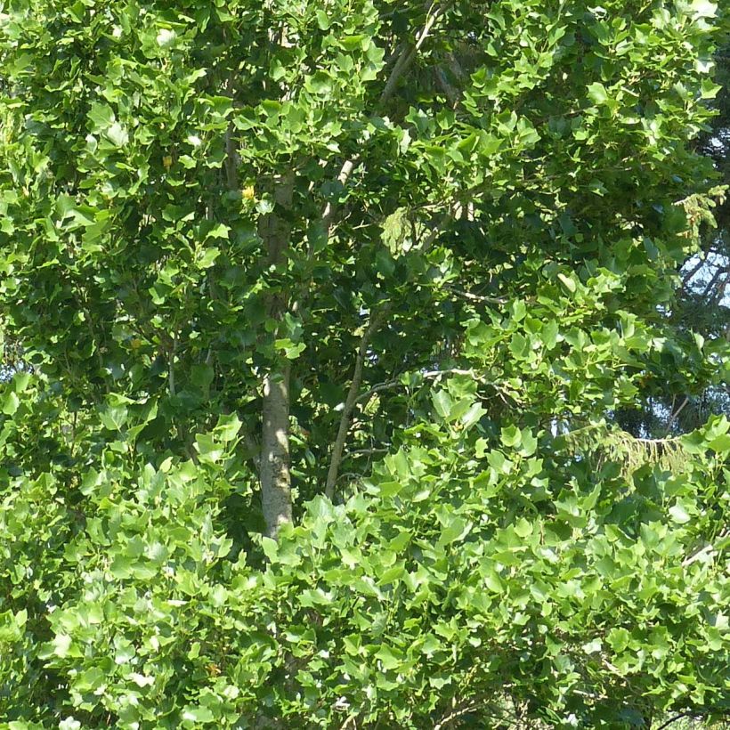 Liriodendron tulipifera Fastigiata - Tulipier de Virginie (Foliage)