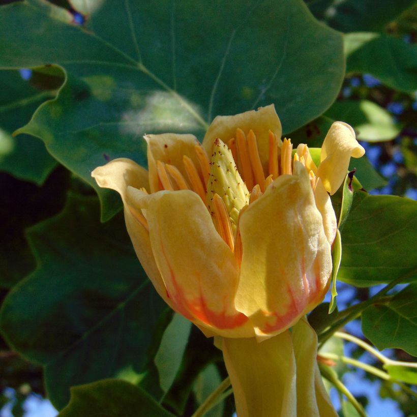 Liriodendron tulipifera - Tulipier de Virginie (Flowering)
