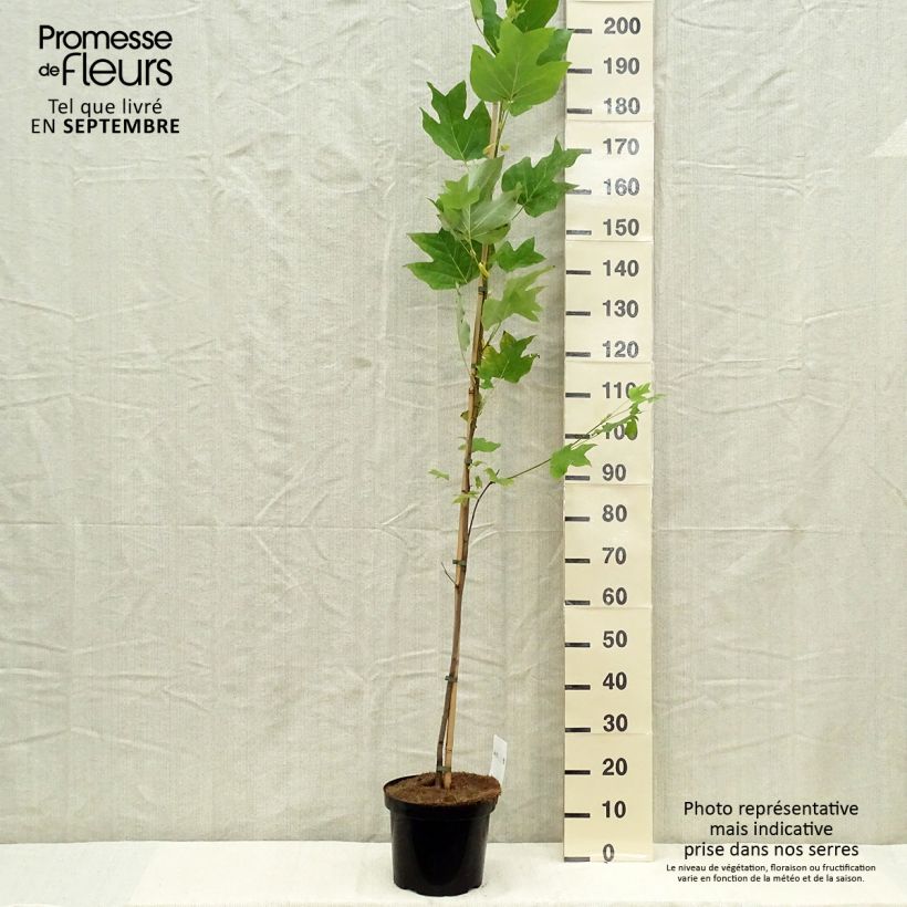 Spécimen de Liriodendron tulipifera - Tulipier de Virginie Pot de 4L/5L tel que livré en automne