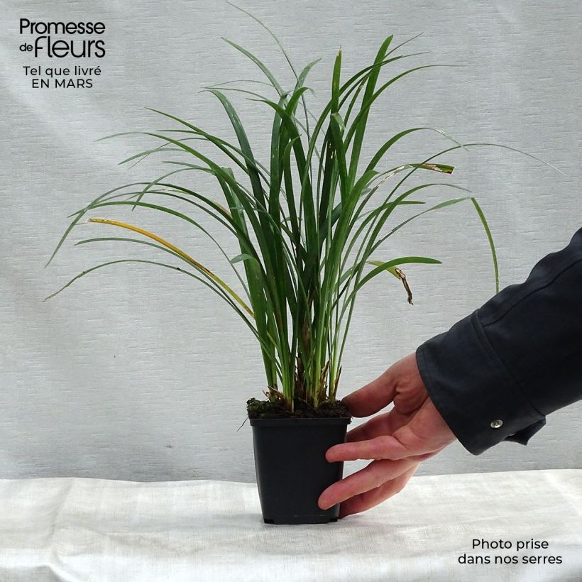 Example of Liriope Super Blue Godet de 8/9 cm as you get in printemps