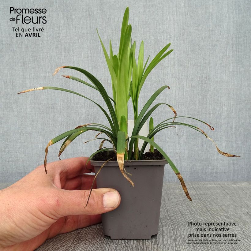 Example of Liriope muscari Big Blue Godet de 8/9 cm as you get in printemps