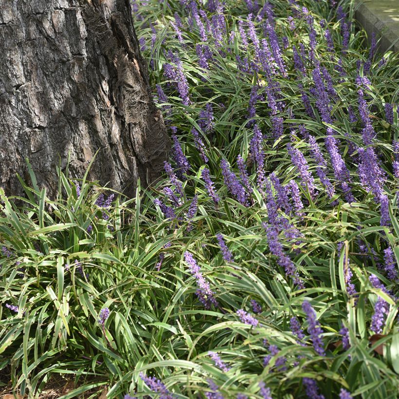 Liriope muscari Big Blue (Plant habit)