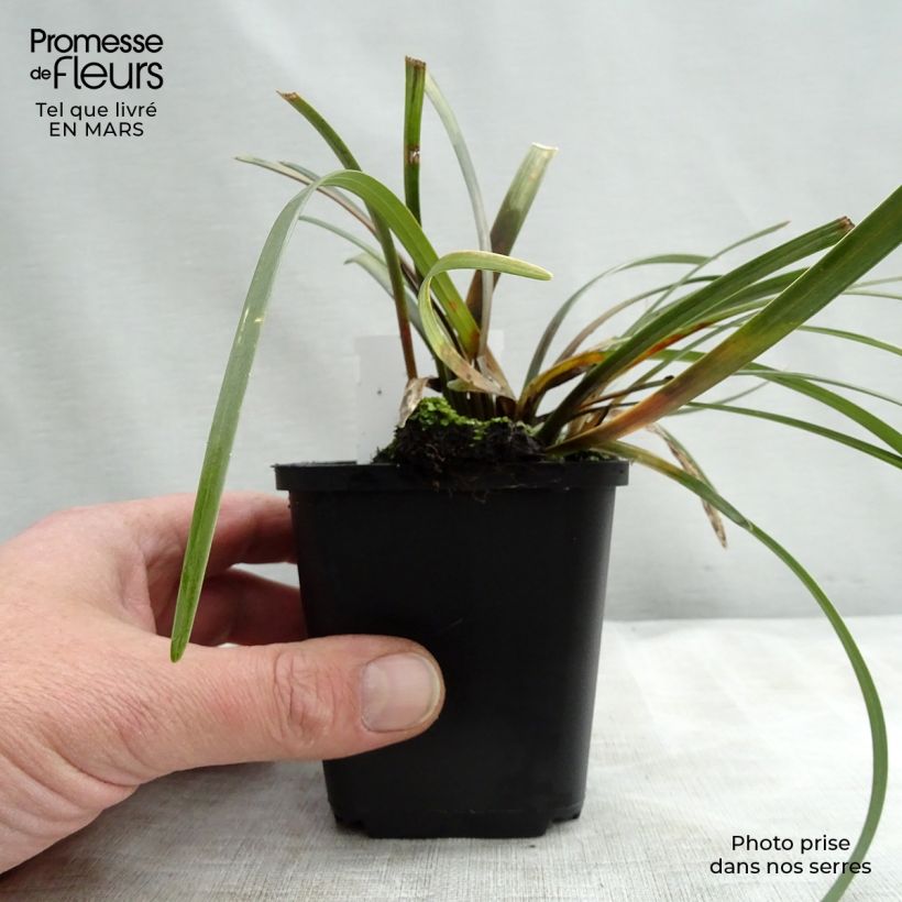 Example of Liriope muscari Evergreen Giant Godet de 8/9 cm as you get in printemps