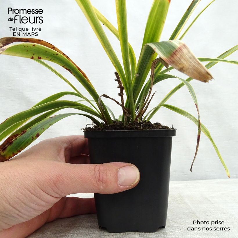 Example of Liriope muscari Gold Banded Godet de 8/9 cm as you get in printemps
