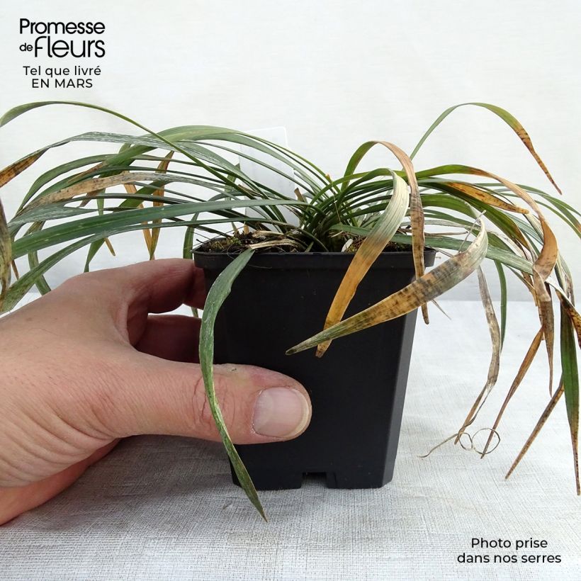 Example of Liriope muscari Ingwersen Godet de 8/9 cm as you get in printemps