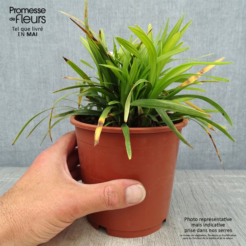Example of Liriope muscari Ingwersen Pot de 1L/1,5L as you get in printemps