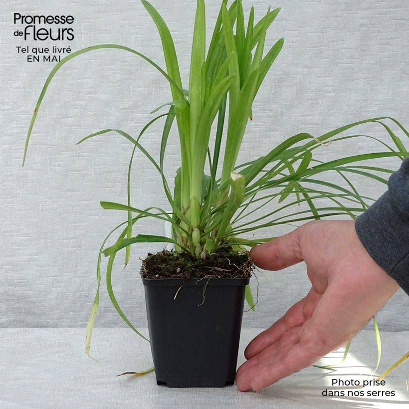 Example of Liriope muscari Monroe White  Godet de 8/9 cm as you get in printemps