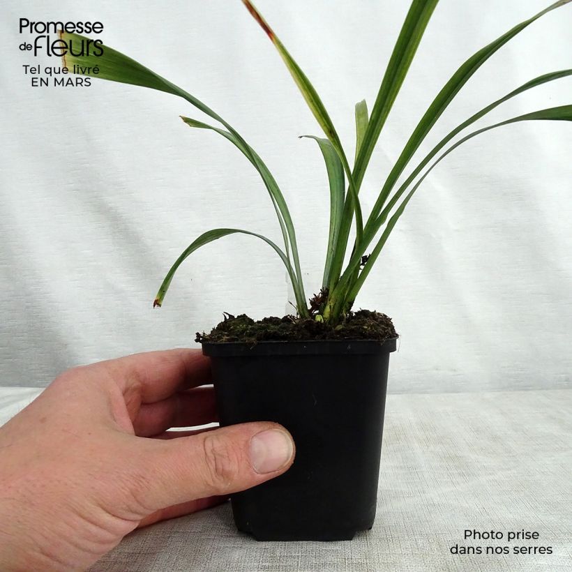 Example of Liriope muscari Royal Purple Godet de 8/9 cm as you get in printemps