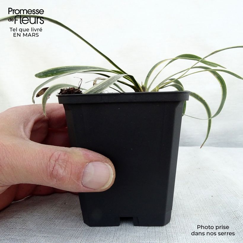 Example of Liriope muscari Variegata Godet de 8/9 cm as you get in printemps