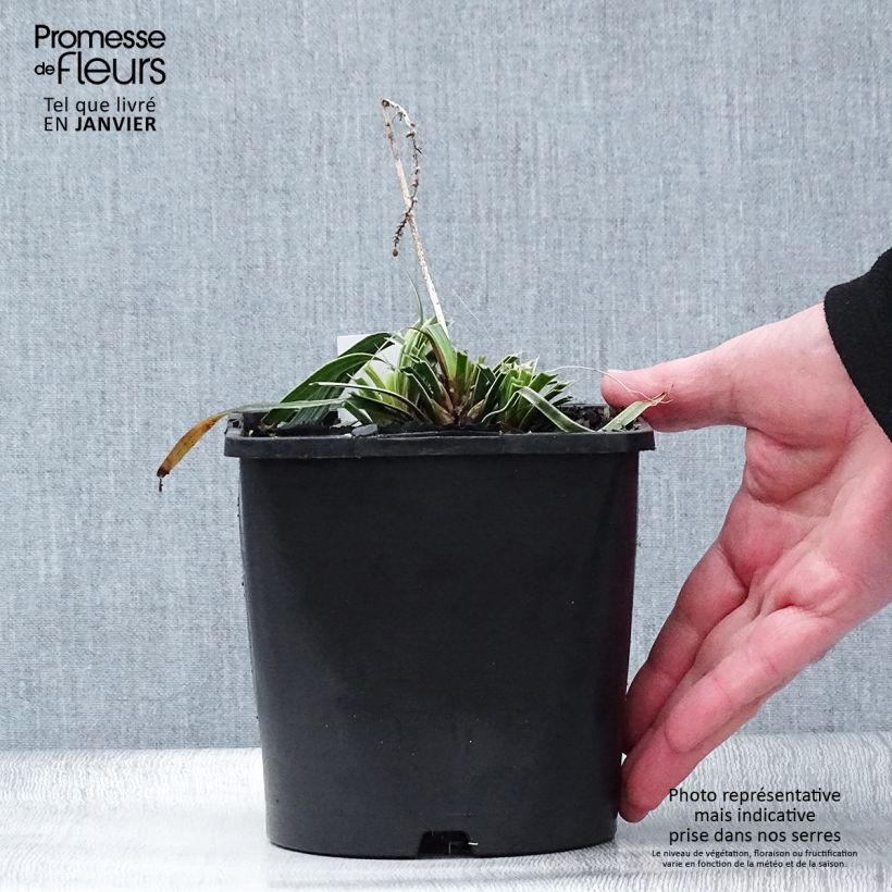 Example of Liriope muscari Variegata Pot de 2L/3L as you get in hiver