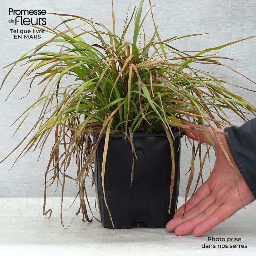 Example of Liriope muscari Pot de 2L/3L as you get in printemps