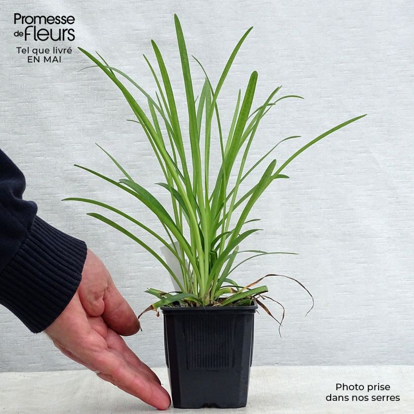 Example of Liriope muscari Godet de 8/9 cm as you get in printemps