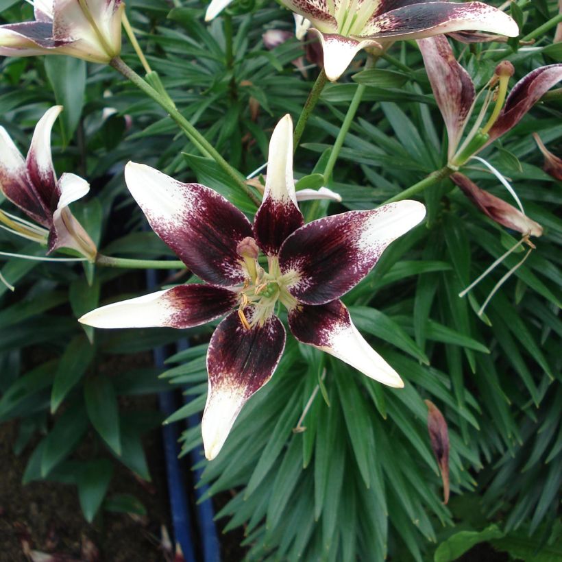 Lis asiatique - Lilium Netty's pride (Flowering)
