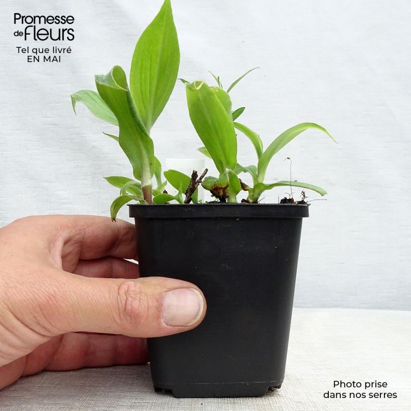 Example of Lis Orchidée - Tricyrtis hirta Miyazaki Godet de 8/9 cm as you get in printemps