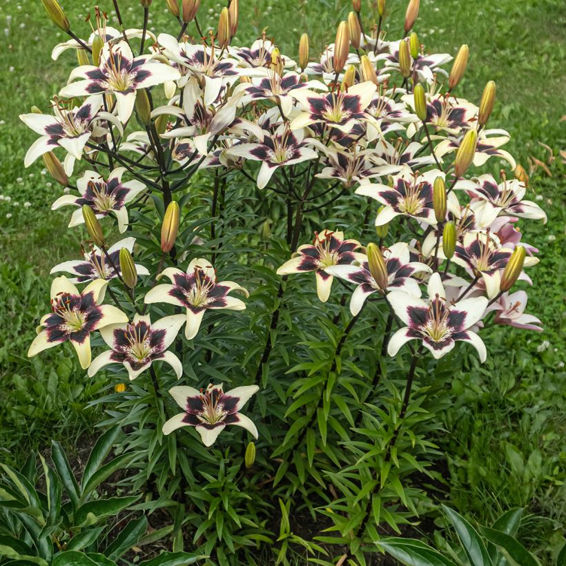Lis asiatique - Lilium Netty's pride (Plant habit)
