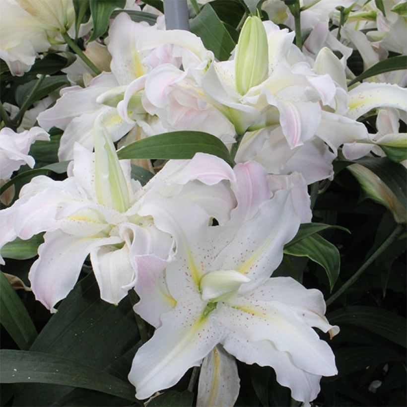 Lis asiatique Soft Music (Flowering)