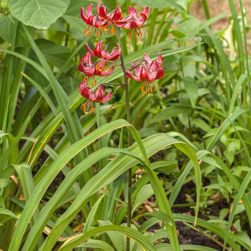 Lis martagon Claude Shride (Plant habit)