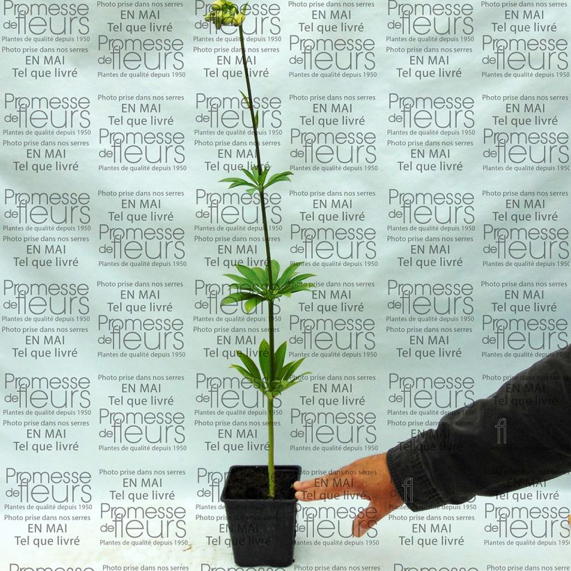 Exemple de spécimen de Lis martagon - Lilium martagon var.albiflorum  Bulbe calibre 12/14 tel que livré