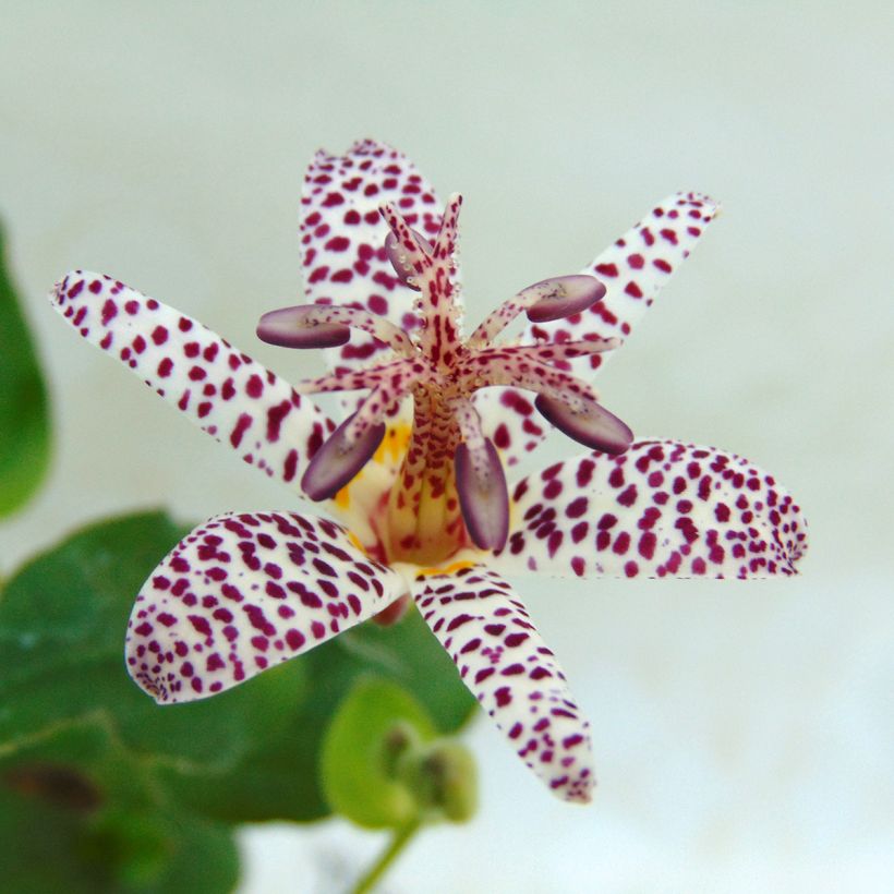 Lis orchidée - Tricyrtis formosana (Flowering)