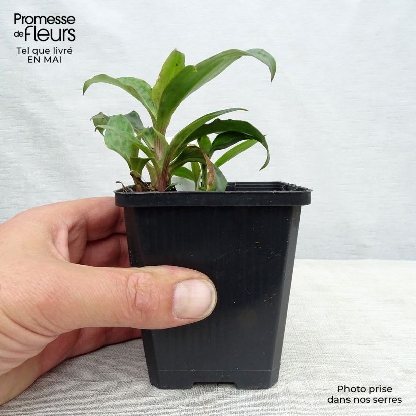 Example of Lis orchidée - Tricyrtis formosana Godet de 8/9 cm as you get in printemps