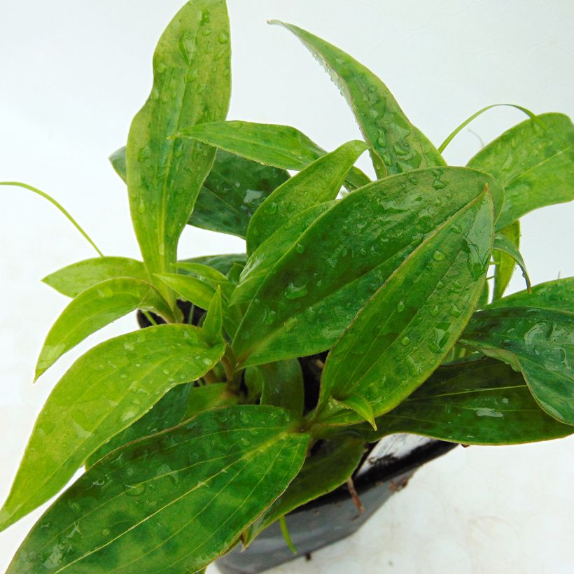 Lis orchidée - Tricyrtis hirta Taiwan Abdane (Foliage)