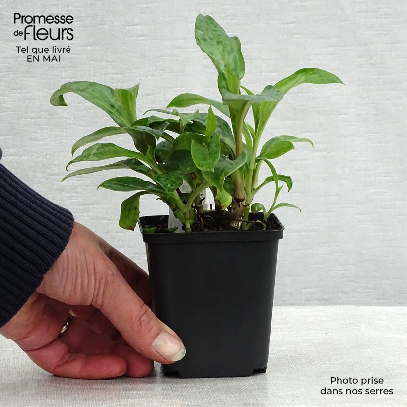 Example of Lis orchidée - Tricyrtis hirta Taiwan Abdane Godet de 8/9 cm as you get in printemps