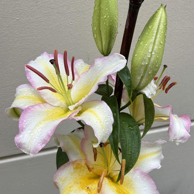 Lis oriental Captain Tricolor (Floraison)