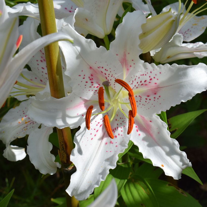 Lis trompette - Lilium Muscadet (Flowering)