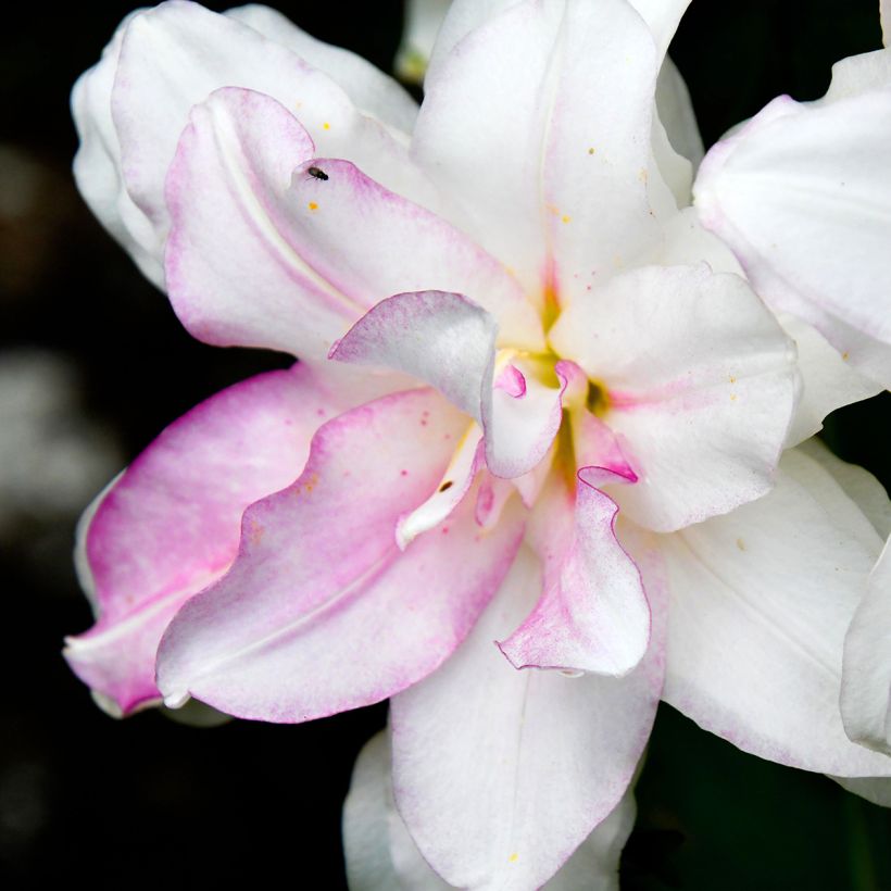 Lis oriental Roselily Anouska (Floraison)